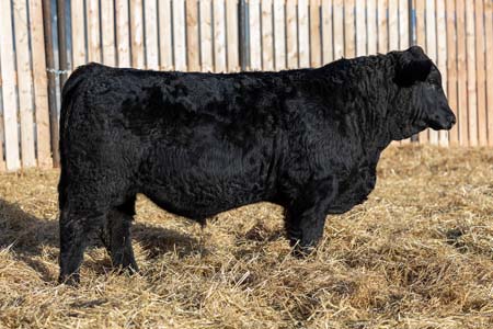 Yearling Bull